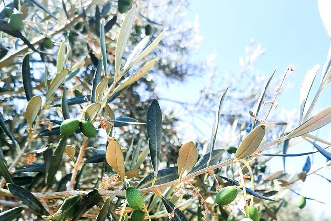 Private tour in Nafplio with Olive oil Tasting Tour in Corinth - The driver can shape the day