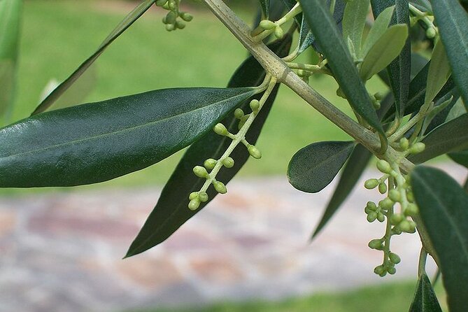 Private Traditional Olive Grove and Dragon Fruit Farm Tour - Why this small farm visit feels different