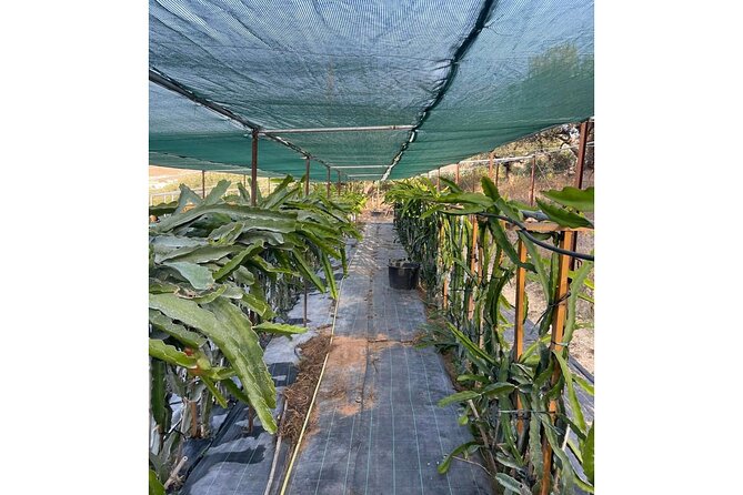 Private Traditional Olive Grove and Dragon Fruit Farm Tour - Buying farm products without pressure