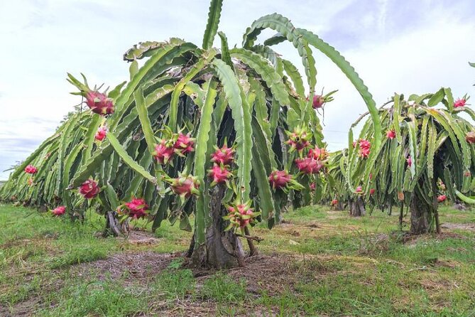 Private Traditional Olive Grove and Dragon Fruit Farm Tour - What the $9.61 price really offers