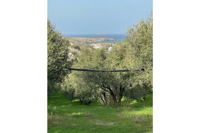 Private Traditional Olive Grove and Dragon Fruit Farm Tour - Who will enjoy this experience most