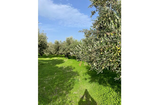 Private Traditional Olive Grove and Dragon Fruit Farm Tour - Timing, weather, and practical planning