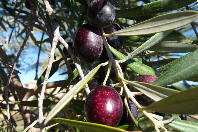 Private Traditional Olive Grove and Dragon Fruit Farm Tour - Arriving at Evangelismou 135 in Prassas
