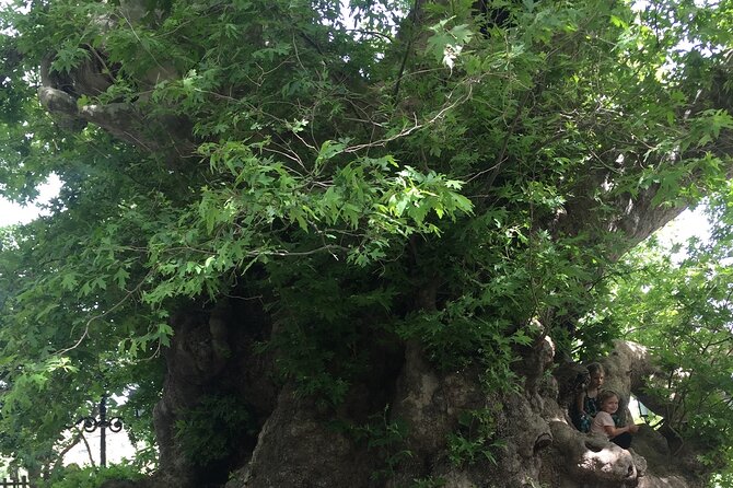 PRIVATE-Zeus Birthplace-Traditional Villages-Olive Oil Factory - Lunch on the mountain, with the choice left to you