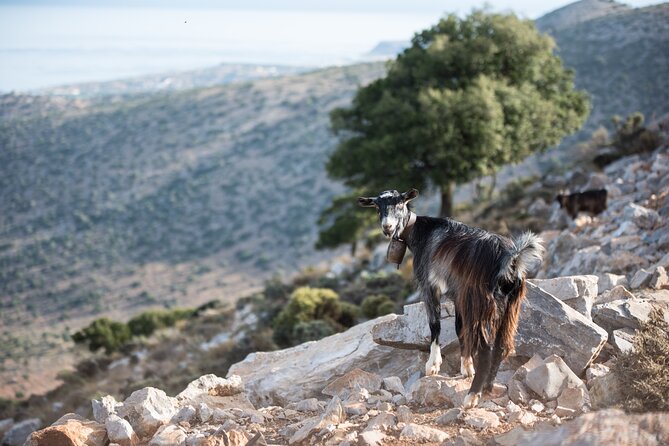 PRIVATE-Zeus Cave-Knossos-Olive oil Factory-Traditional Villages. - Zeus Cave and a guide who can adapt