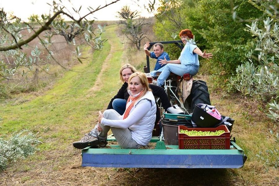 Provence Olive Harvest - A working farm visit near Cadenet
