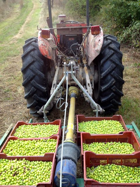 Provence Olive Harvest - Picking olives by hand