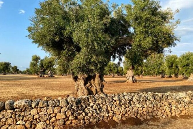 Puglia Olive Oil Tasting Experience with Olive Grove Walk - Why this small Puglia tour is worth considering