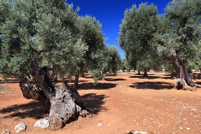 Puglia Olive Oil Tasting Experience with Olive Grove Walk - Tasting three extra virgin olive oils