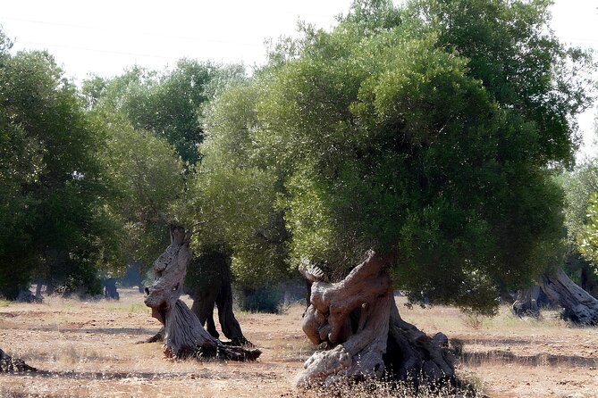 Puglia: Olive Oil Tasting Experience with Olive Grove Walk - Inside the historic underground olive mill