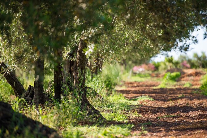 Raccolta delle olive e degustazione vini e olio con brunch ad Alcamo - Arriving at the farm in the Sicilian countryside