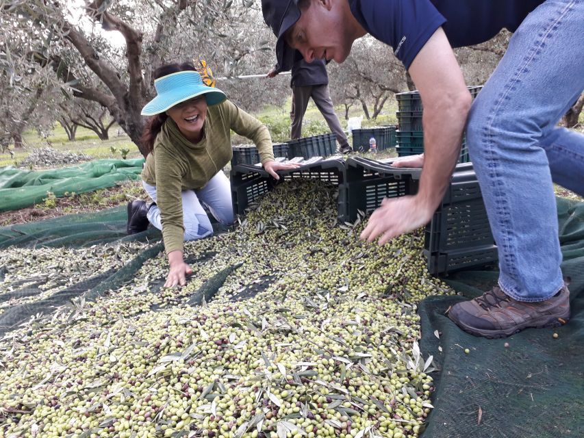 Rethymno: Olive Oil Tasting with Cretan Food Pairing - Mosquitoes, Sun, and Other Practical Details