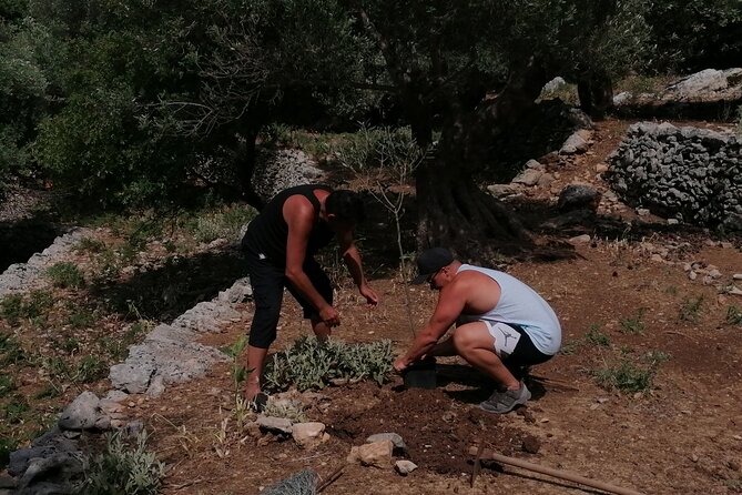 Rethymnon Olive Tree Sponsorship Protect and Plant Tour - The team’s role and the learning element