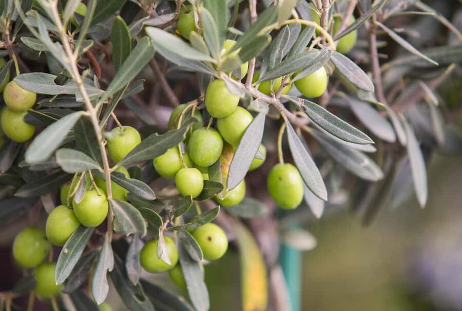 Rome: Masterclass Extra Virgin Olive Oil & Table Olives - What the table olives add to the tasting