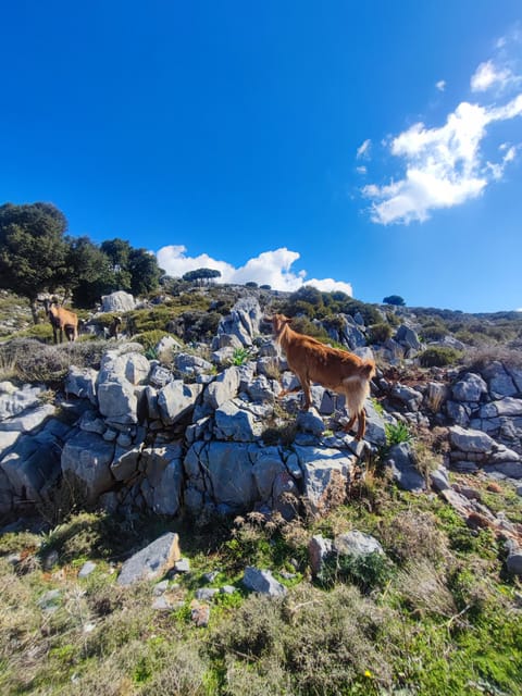 Safari:Lasithi plateau, Mythology park,olive oil tasting - A traditional Cretan lunch with wine and raki