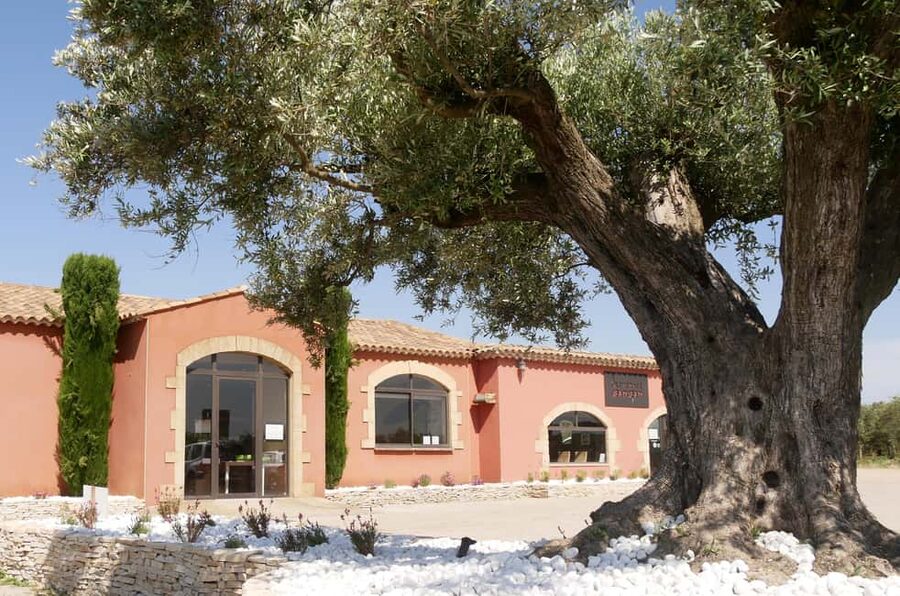 Saint Gilles: Visit an olive oil mill in an organic olive grove - What this Saint Gilles olive mill visit is really like