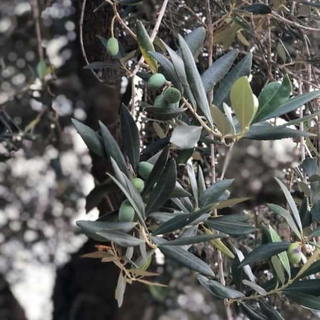 Salento: Olive Oil Mill Walking Tour with Tastings - The People Who Make the Visit Work
