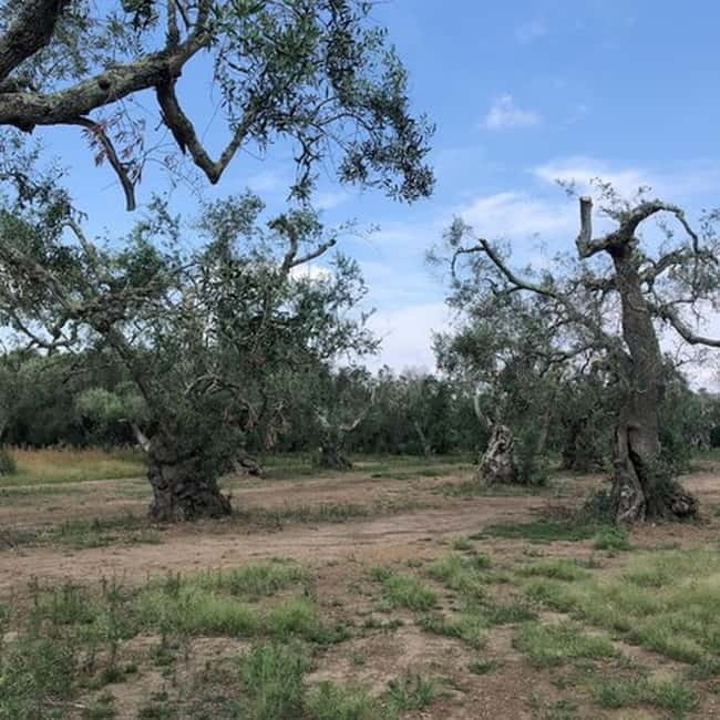 Salento: Olive Oil Mill Walking Tour with Tastings - What I Would Keep in Mind