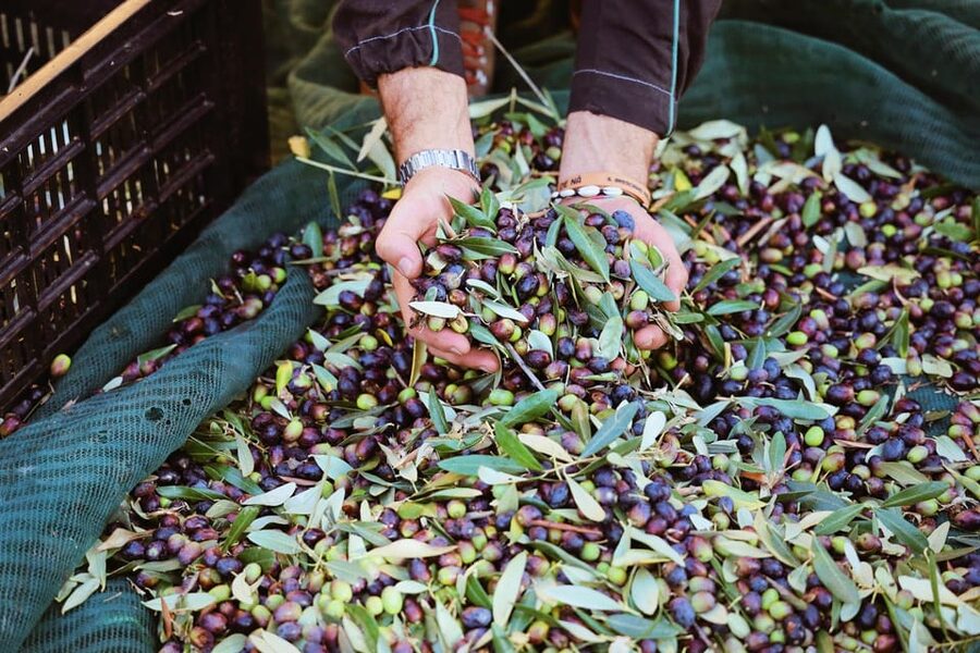 San Felice: Olive Oil Tasting with local food on Garda Hills - Choosing between Lugana and Chiaretto