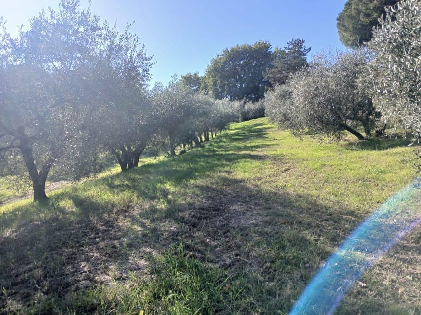 San Gimignano: Winery Visit with Picnic in Olive Grove - Key points at a glance