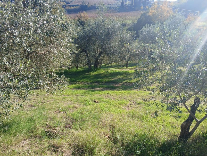 San Gimignano: Winery Visit with Picnic in Olive Grove - Why this San Gimignano picnic feels different