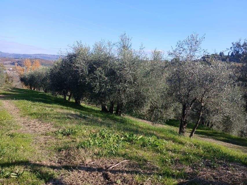 San Gimignano: Winery Visit with Picnic in Olive Grove - What comes in the picnic basket