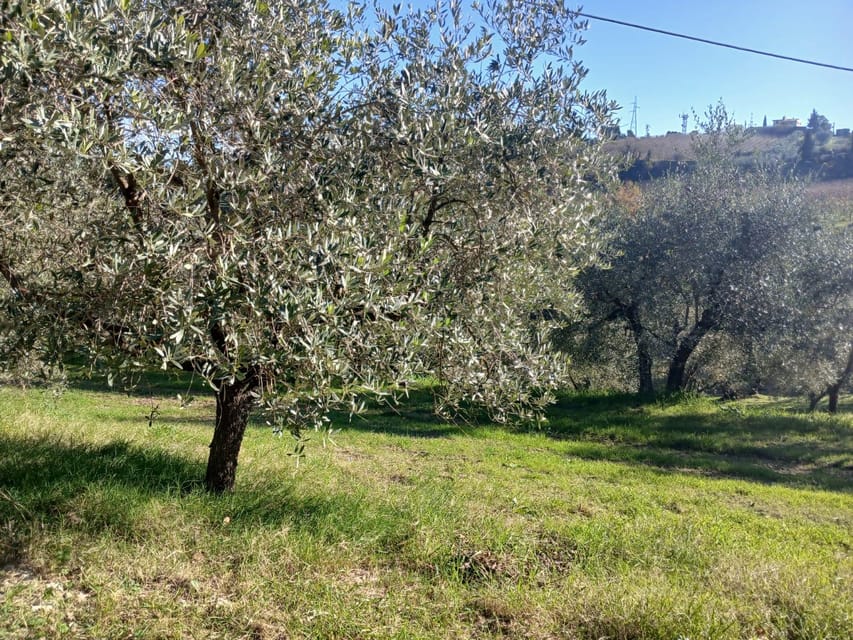 San Gimignano: Winery Visit with Picnic in Olive Grove - Choosing a seat among the olive trees