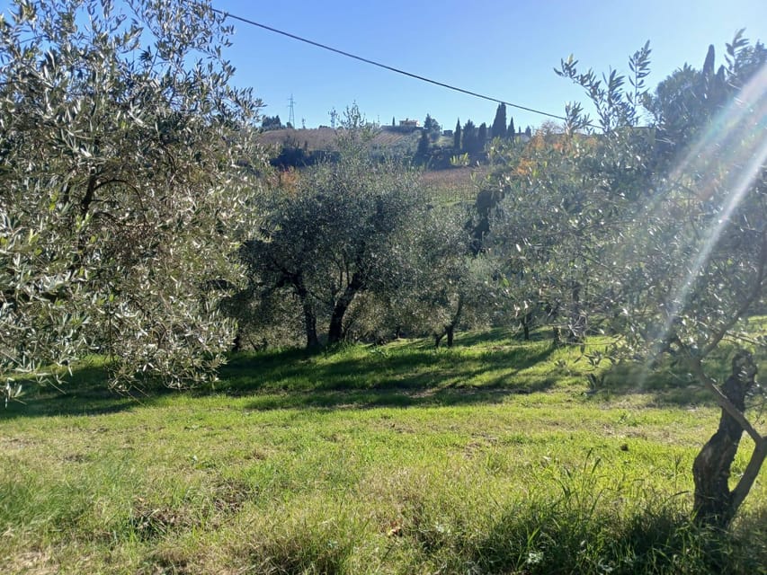 San Gimignano: Winery Visit with Picnic in Olive Grove - Is $59 a fair price?