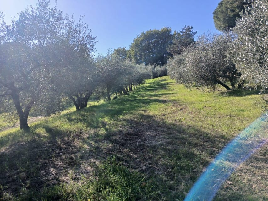 San Gimignano: Winery Visit with Picnic in Olive Grove - Who will enjoy this two-hour outing?