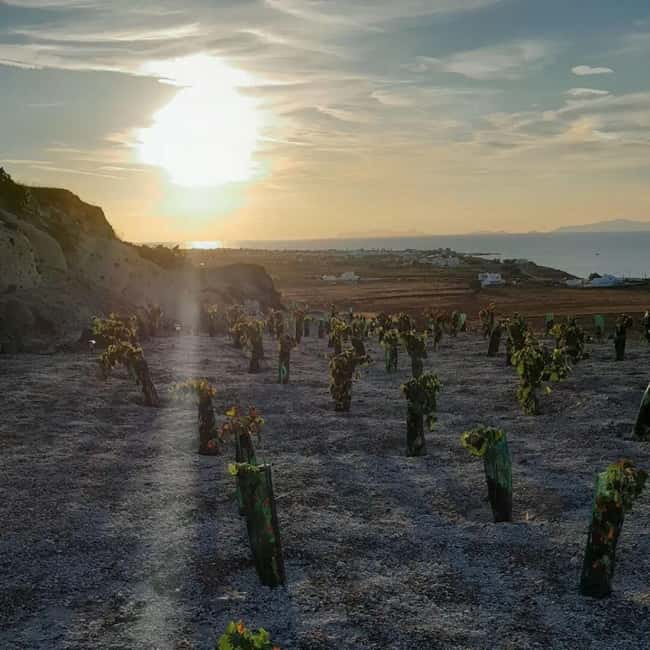 Santorini: Private Olive Oil tasting & Liqueur experience - Practical advice before you go