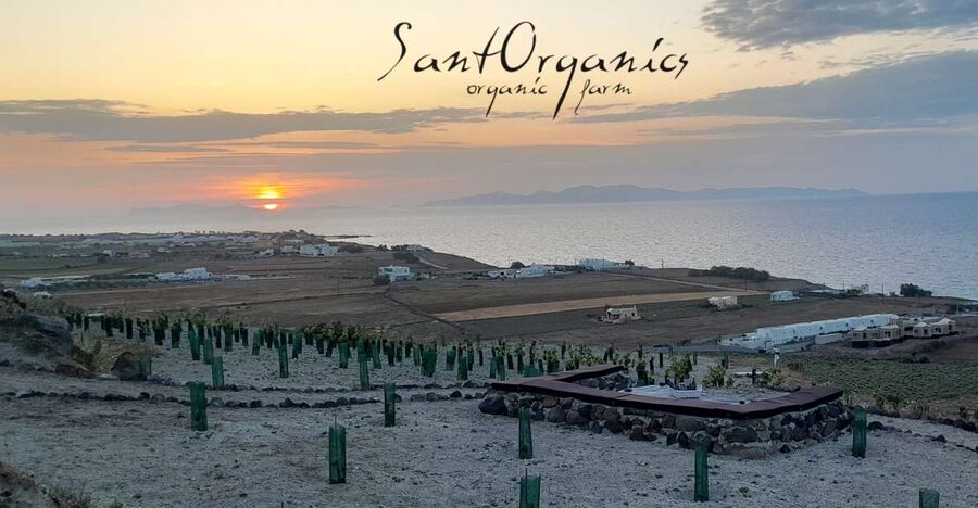 Santorini: Private Olive Oil tasting & Liqueur experience - Four terraces and a traditional cave