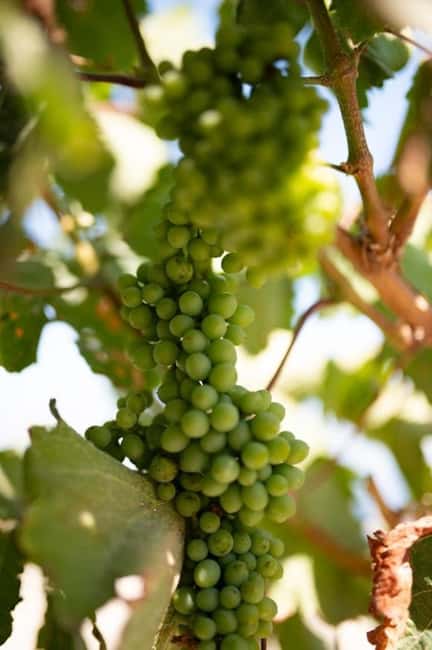 Santorini: Private Olive Oil tasting & Liqueur experience - What $58 per person gets you