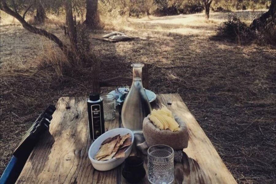 Sardinian Olive Oil tasting & Picnic among the olive trees - Four generations of Sardinian olive oil