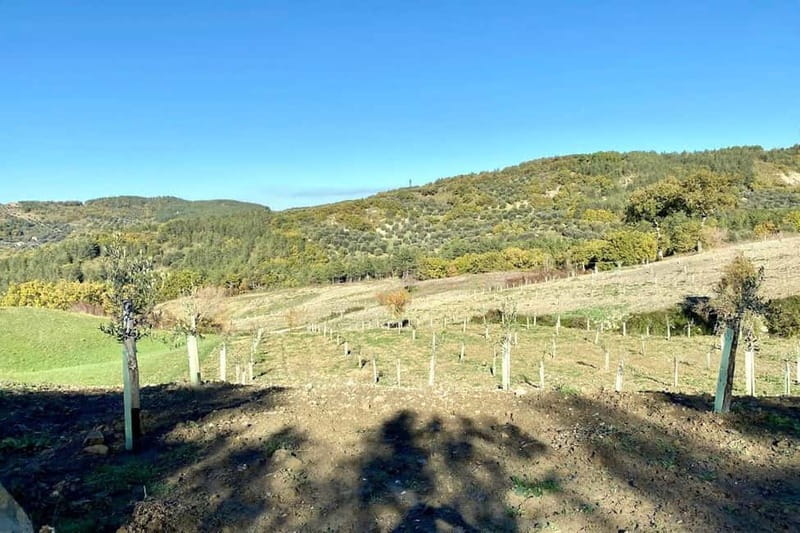 Seggiano: Guided Tour of the Olive Grove and Food Tasting - Is $29 a good price?