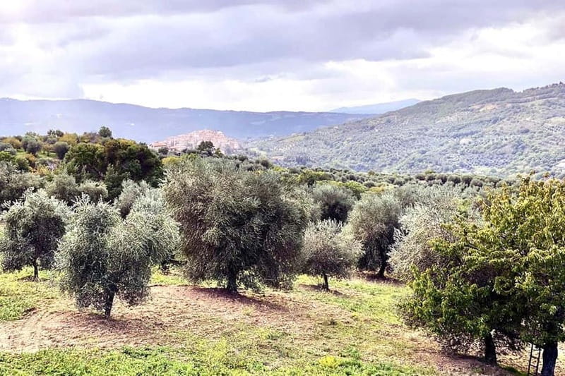 Seggiano: Guided Tour of the Olive Grove and Food Tasting - Arriving at Loc Vignine 59 near Seggiano