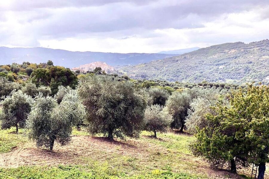 Seggiano: Typical Tuscan Farm Tour with Olive Oil Tasting - Why this Seggiano farm visit is worth your time