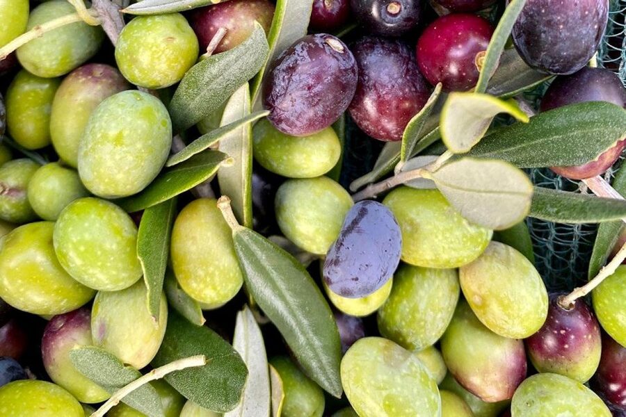 Seggiano: Typical Tuscan Farm Tour with Olive Oil Tasting - A family farm with serious quality goals