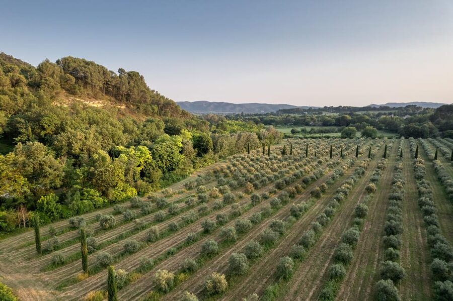 Self tour of the olive oil mill & olive oil tasting - The Take-Home Gift Is Part Of The Value
