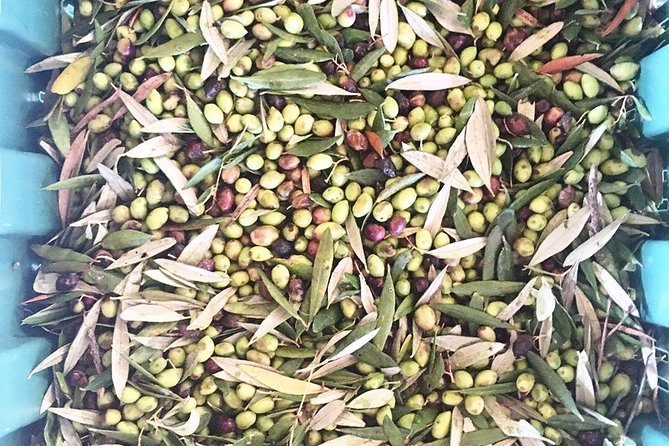 Semi Private Wine and Olive Oil tour (Transfer & Lunch Incl.) - Archanes: a long lunch in the village square