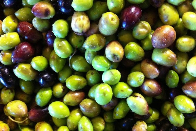 Semi Private Wine and Olive Oil tour (Transfer & Lunch Incl.) - Guides, hosts, and the human side of the tour