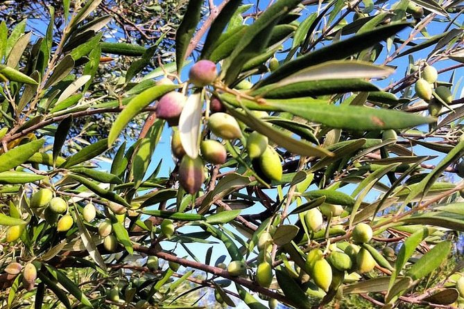Semi Private Wine and Olive Oil tour (Transfer & Lunch Incl.) - Transport, timing, and what to bring
