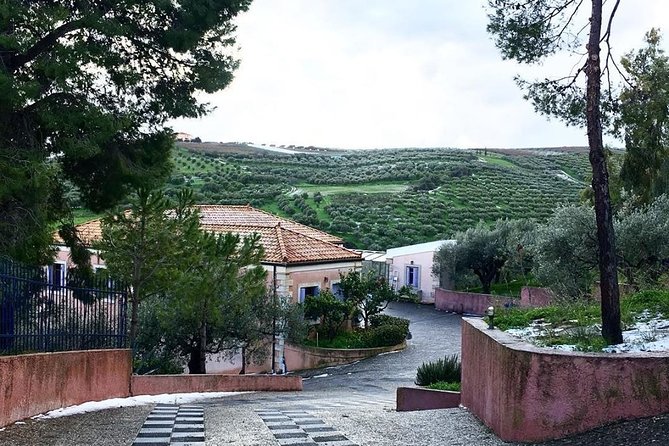 Semi Private Wine and Olive Oil tour (Transfer & Lunch Incl.) - Skalani: olive groves, pressing, and tasting
