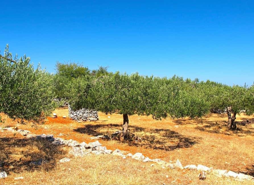 Šibenik or Zadar: Krka falls, olive mill, oil & wine tasting - The olive mill turns tasting into a lesson