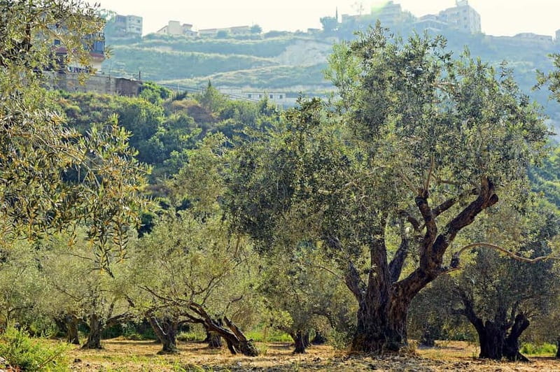 Small group- Exclusive Olive Oil & Wine Tour Mallorca - At the olive oil mill in Felanitx
