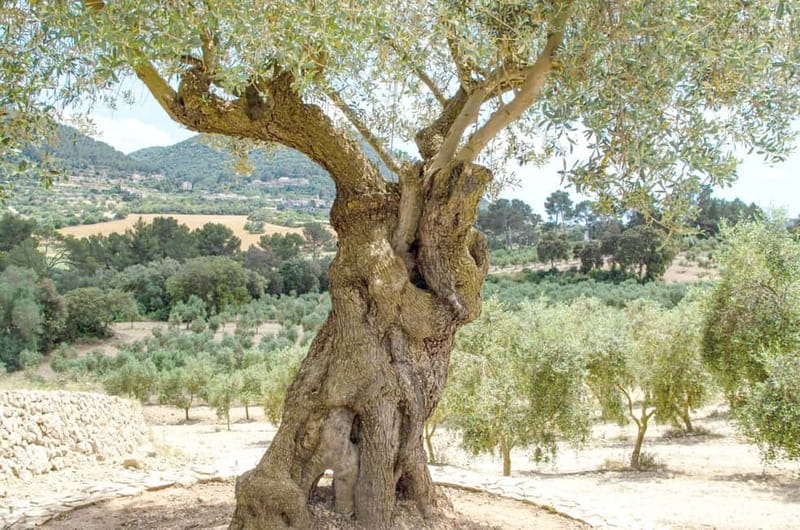 Small group- Exclusive Olive Oil & Wine Tour Mallorca - Pickup from six Mallorca bases