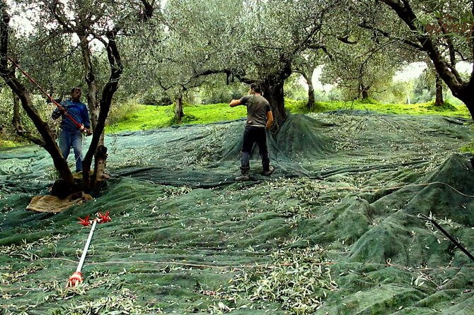 Small-Group Honey & Extra Virgin Olive Oil Tasting Tour in Crete - Arriving at Idiosmos in Pervolakia