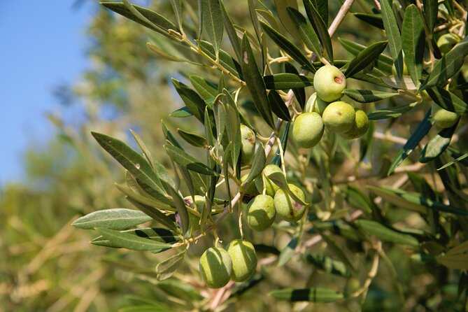 Small-Group Olive Oil Tour in Cres with Tasting - Key points at a glance