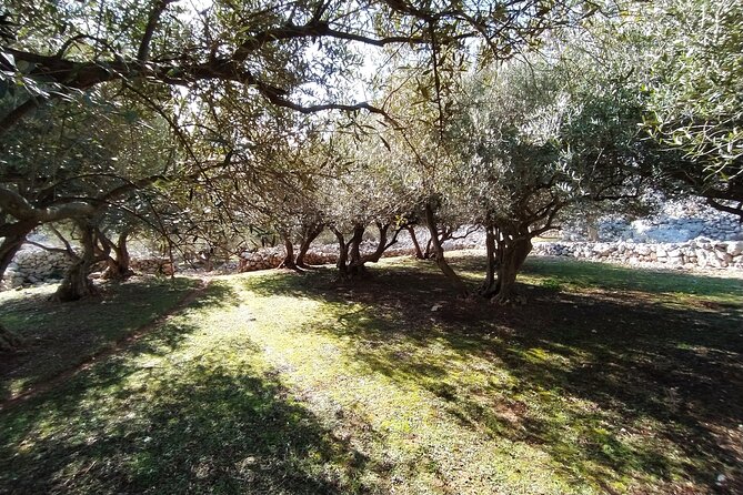 Small-Group Olive Oil Tour in Cres with Tasting - What happens at the Cres agricultural cooperative