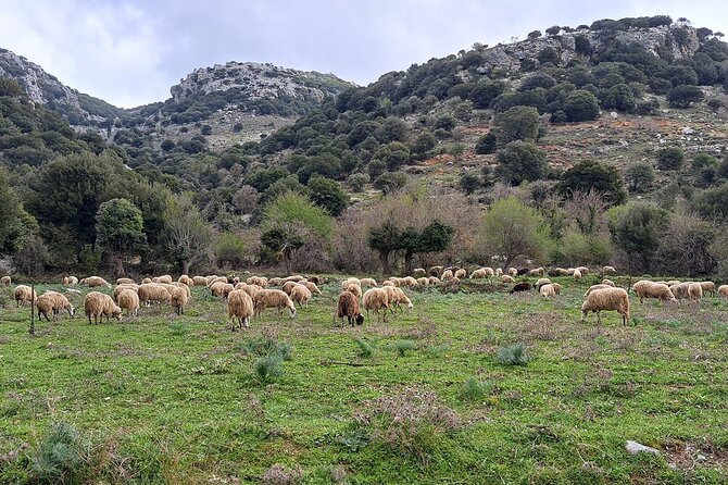 Small Group Tour to Knossos Palace Lasithi Plateau & Olive Mill - Lasithi Mesa: Greek coffee and Cretan raki