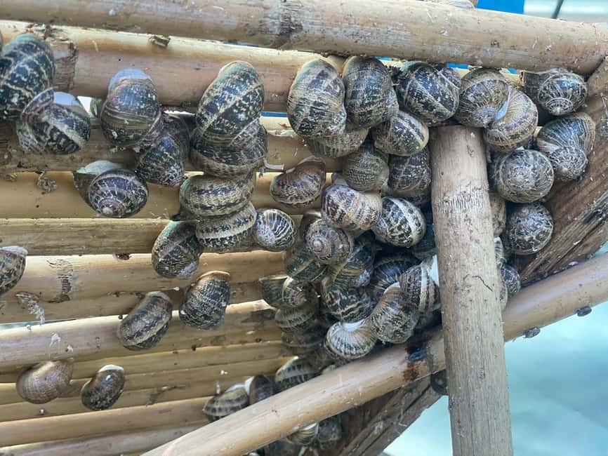 Snail and olive farm tour with table olives & homemade sweet - Key points at a glance